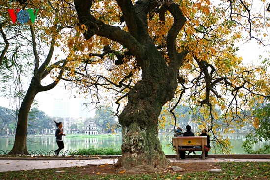The ancient lecythidaceae trees by Hoan Kiem lake are shedding their leaves   - ảnh 1